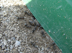 20060429.jpg